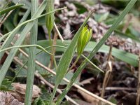 Gagea pratensis (złoć łąkowa)