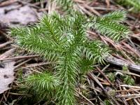 Lycopodium clavatum (widłak goździsty)