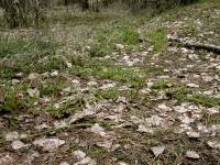 Lycopodium clavatum (widłak goździsty)