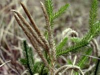 Lycopodium clavatum (widłak goździsty)