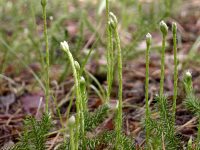 Lycopodium clavatum (widłak goździsty)