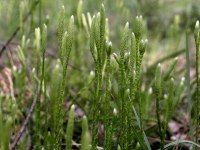 Lycopodium clavatum (widłak goździsty)