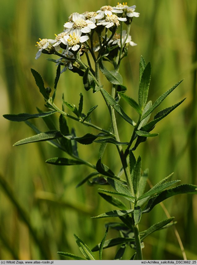 Achillea salicifolia (krwawnik wierzbolistny)