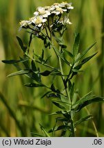 Achillea salicifolia (krwawnik wierzbolistny)