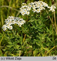 Achillea salicifolia (krwawnik wierzbolistny)