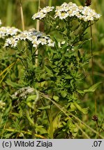 Achillea salicifolia (krwawnik wierzbolistny)