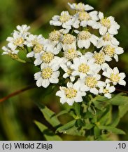 Achillea salicifolia (krwawnik wierzbolistny)