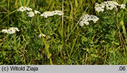 Achillea salicifolia (krwawnik wierzbolistny)