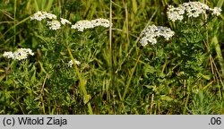 Achillea salicifolia (krwawnik wierzbolistny)