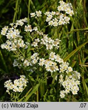 Achillea salicifolia (krwawnik wierzbolistny)