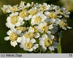 Achillea salicifolia (krwawnik wierzbolistny)