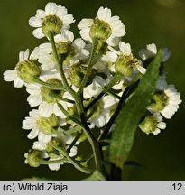 Achillea salicifolia (krwawnik wierzbolistny)