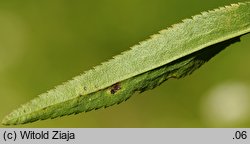 Achillea salicifolia (krwawnik wierzbolistny)