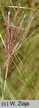 Bothriochloa ischaemum (palczatka kosmata)