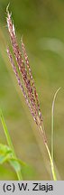 Bothriochloa ischaemum (palczatka kosmata)