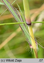 Bothriochloa ischaemum (palczatka kosmata)