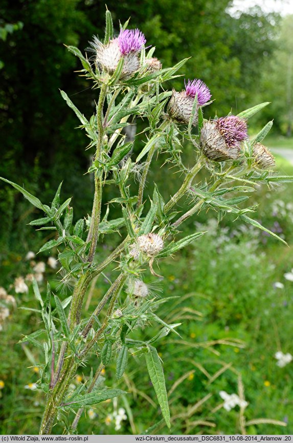 Cirsium decussatum (ostrożeń siedmiogrodzki)