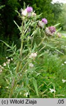 Cirsium decussatum (ostrożeń siedmiogrodzki)