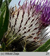 Cirsium decussatum (ostrożeń siedmiogrodzki)