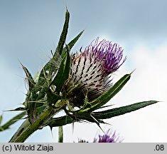 Cirsium decussatum (ostrożeń siedmiogrodzki)