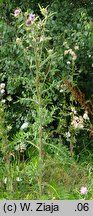 Cirsium decussatum (ostrożeń siedmiogrodzki)