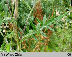 Cirsium decussatum (ostrożeń siedmiogrodzki)