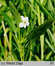 Viola stagnina (fiołek mokradłowy)