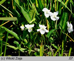Viola stagnina (fiołek mokradłowy)