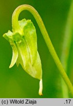 Viola stagnina (fiołek mokradłowy)
