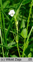 Viola stagnina (fiołek mokradłowy)