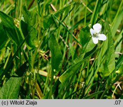 Viola stagnina (fiołek mokradłowy)