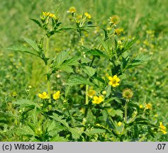 Geum aleppicum (kuklik sztywny)