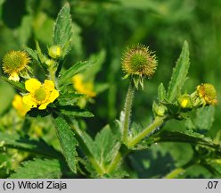 Geum aleppicum (kuklik sztywny)