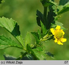 Geum aleppicum (kuklik sztywny)