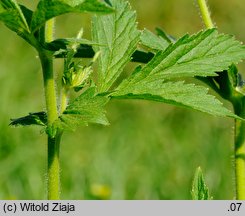 Geum aleppicum (kuklik sztywny)