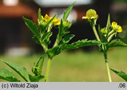 Geum aleppicum (kuklik sztywny)