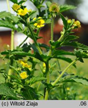 Geum aleppicum (kuklik sztywny)