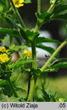 Geum aleppicum (kuklik sztywny)