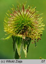 Geum aleppicum (kuklik sztywny)