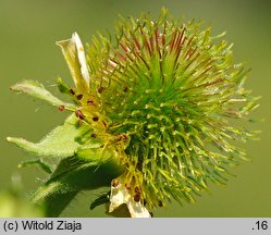 Geum aleppicum (kuklik sztywny)