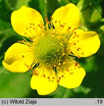 Geum aleppicum (kuklik sztywny)