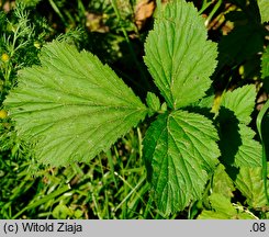 Geum aleppicum (kuklik sztywny)