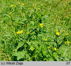 Geum aleppicum (kuklik sztywny)