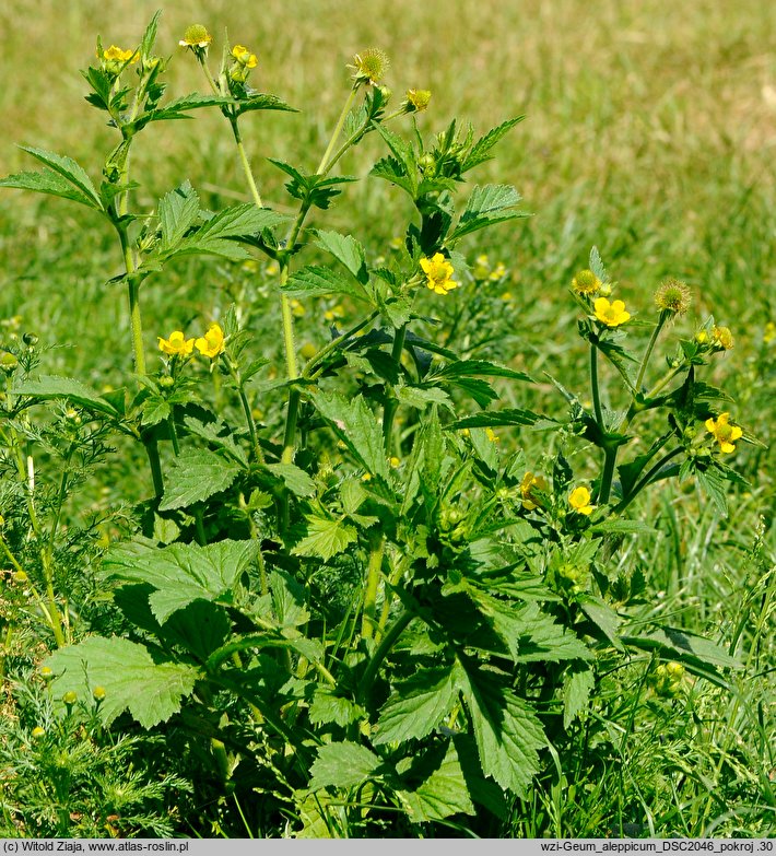 Geum aleppicum (kuklik sztywny)