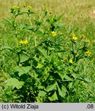 Geum aleppicum (kuklik sztywny)