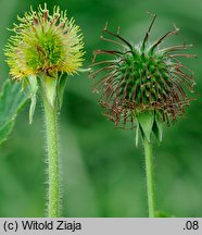 Geum aleppicum (kuklik sztywny)