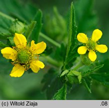 Geum aleppicum (kuklik sztywny)