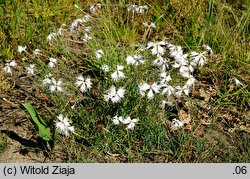 Dianthus arenarius ssp. borussicus (goździk piaskowy)