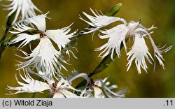 Dianthus arenarius ssp. borussicus (goździk piaskowy)