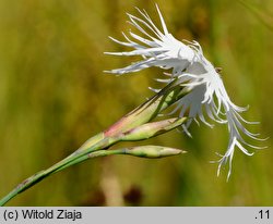 Dianthus arenarius ssp. borussicus (goździk piaskowy)